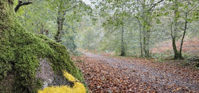 Concurso de ideas: Pedra e Camiño. Arquitecturas mínimas para o Camiño de Santiago
